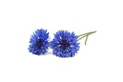 Smarta Hem - Click & Grow Click and Grow - Smart Garden Refill 3-pack Cornflower - SGR36x3