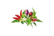Smarta Hem - Click & Grow Click and Grow - Smart Garden Refill 9-pack Chili Pepper Mix - PPMCPX9