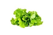 Smarta Hem - Click & Grow Click and Grow - Smart Garden Refill 3-pack - Green Lettuce (SGR32X3) - SGR32X3