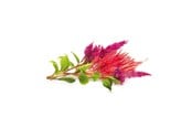 Smarta Hem - Click & Grow Click and Grow - Smart Garden Refill 3-pack Cockscomb - SGR4X3