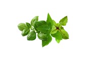 Smarta Hem - Click & Grow Click and Grow - Smart Garden Refill 9-pack Basil Variety Mix - PPMBVX9