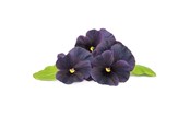 Smarta Hem - Click & Grow Click and Grow Smart Garden Refill 3-pack - Black Pansy - SGR61x3