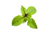 Smarta Hem - Click & Grow Click and Grow Smart Garden Refill 3-pack - Cinnamon Basil - SGR71X3