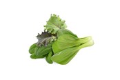 Smarta Hem - Click & Grow Click and Grow Smart Garden Refill 9-pack Asian Cu - PPMACX9