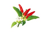 Smarta Hem - Click & Grow Click and Grow Smart Garden Refill 3-pack - Red Hot Chili Pepper - SGR52X3