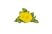 Smarta Hem - Click & Grow Click and Grow Smart Garden Refill 3-pack - Calendula - SGR88X3