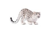 Figure - Mojo - Wildlife Snow Leopard - 387243