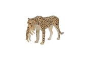 Figure - Mojo - Wildlife Cheetah Female with Cub - 387167 - 387167