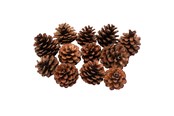 Konst- och hantverksmaterial - Colorations - Pine Cones 12pcs. - 38WD03