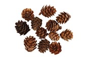 Konst- och hantverksmaterial - Creativ Company - Larch cones 12 pcs. - 50250
