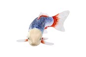Figure - Mojo Sealife Koi Carp - Asagi Koi - 381100