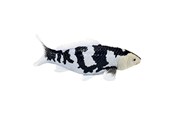 Figure - Mojo Sealife Koi Carp - Shiro Utsuri Koi - 381102