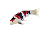 Figure - Mojo Sealife Koi Carp - Showa Sanshoku Koi - 381103