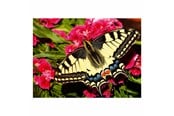 Pusselspel - Ravensburger Jigsaw puzzle Colorful Animals Butterfly 500 pcs. Golv - 12001335