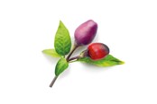 Trädgårdsredskap - Click & Grow Smart Garden 9-pack refill - Purple Chili Pepper - SGR46X9