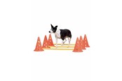 Hundar - Pawise - Agility Training Set 30 cm - 636.9010