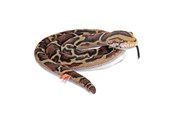 Plush - Wild Republic Plush Toy Living Earth Snakes 152 cm Burmese Python - 29347