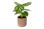 Decoration - Simiu GROWLOFT - Flower Pot Shelter With Drip Tray - Ivory - 8.2cm high - 5714255012125