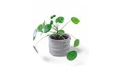 Decoration - Simiu CLAYLA - Flower pot cover 11.5 cm in diameter - 5714255012217