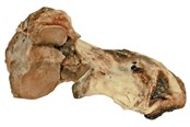 Hundar - Dogman Nöt knogelben - 480688