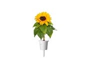 Trädgårdsvattning - Click & Grow Plant Pods 3-Pack - Mini Sunflowers - Yellow - SGR65X3
