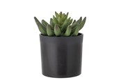 Decoration - Bloomingville Echeveria - 82061505