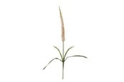 Decoration - Bloomingville Foxtail - 82061510