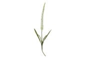 Decoration - Bloomingville Foxtail - 82061511