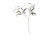 Decoration - Bloomingville Eucalyptus - 82061519