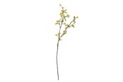 Decoration - Bloomingville Hawthorn - 82061509