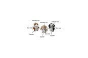 Hundar - Party Pets Mix Iller, Kanin, Dalmatiner 18 cm - 87962