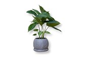 Decoration - Simiu - Morra - Kruka - Ø7 CM - 5714255019889