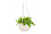 Decoration - Simiu - COCOS Hängkruka - 5714255019841