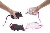 Små presenter till barn - WHL 5"/12.5CM SQUISHY/UTDRAGBAR RÅTTA 1 st - Blandade - 65614