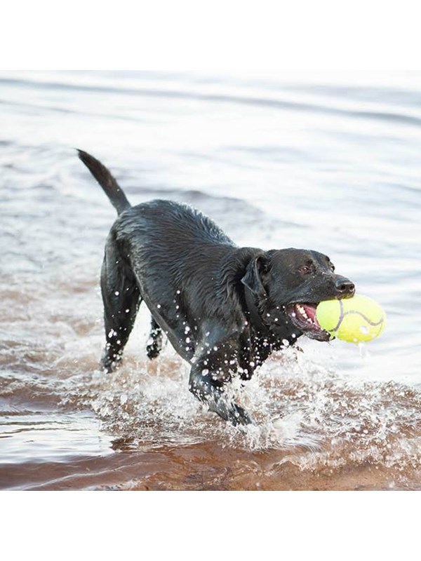 KONG Hundleksak AirDog Squeaker Football Medium 12.5cm