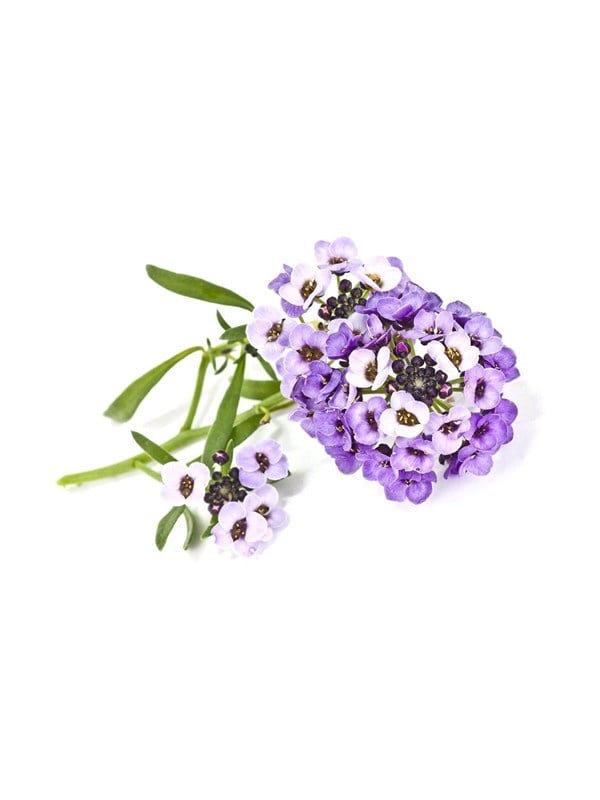 Click & Grow - Smart Garden Refill 3-pack Sweet Alyssum - SEK 134 - Spara 20%