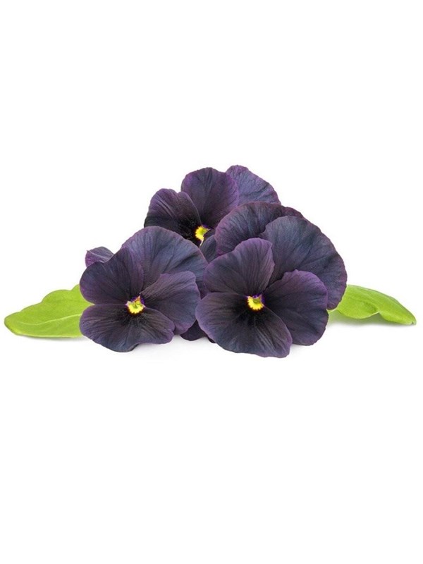 Click &amp; Grow Click and Grow Smart Garden Refill 3-pack - Black Pansy