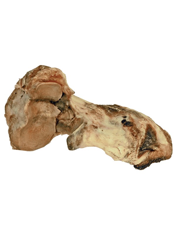 Dogman Nöt knogelben