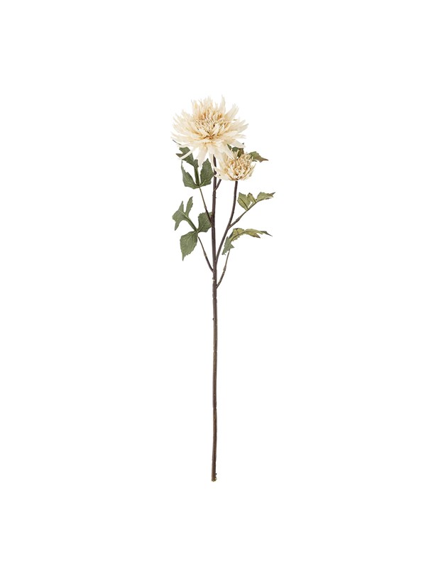 Bloomingville Chrysantemum