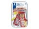 Skriv- och ritverktyg - Staedtler Coloured pencil hexagonal 36pc - 175 M36