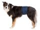 Hundar - Trixie Washable Nappies for Male Dogs S-M Waist 37-45cm - TX23662
