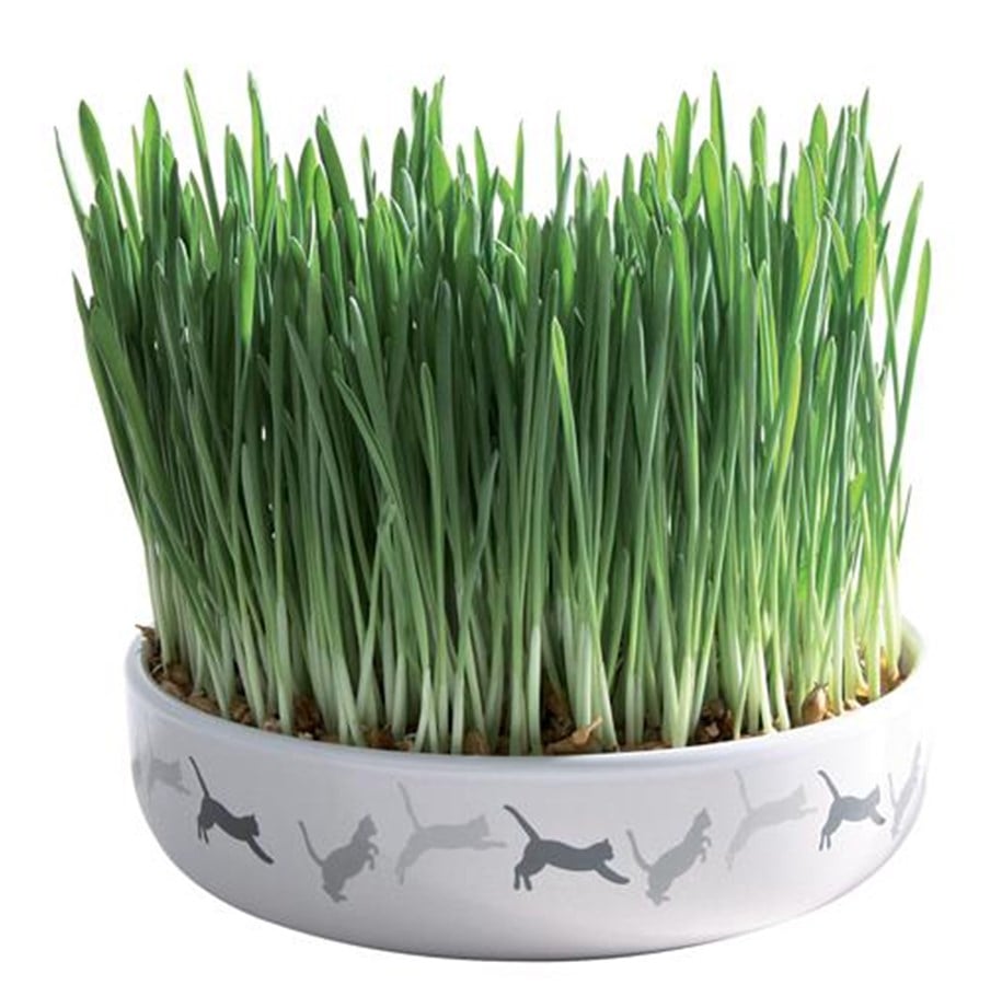 Katter - Trixie Ceramic Bowl with Cat Grass ø 15 x 4 cm - TX42341