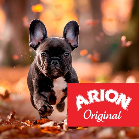 Arion Original hund