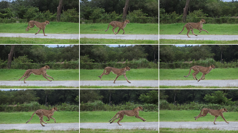 Canon Power Cheetah Shot 