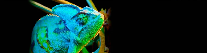 Chameleon with sharp detail shown on Epson 4K PRO-UHD2 projector with HDR10