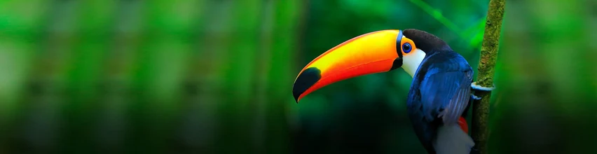 Toucan in vivid colours rendered with Epson 3LCD projector and high colour light output