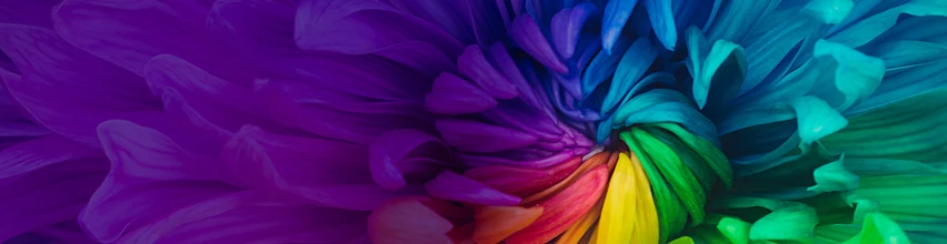 Rainbow-coloured flower showing ultra-wide colour gamut and realistic colour rendering